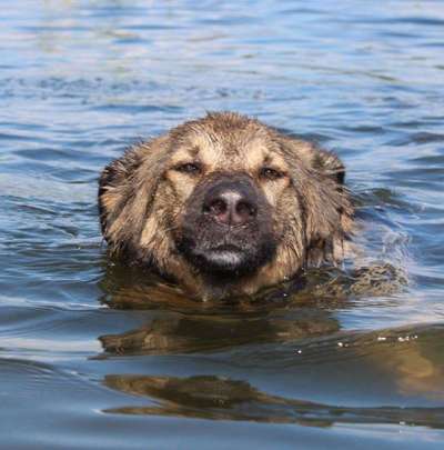 Fotowettbewerb: Wasserratte-Beitrag-Bild