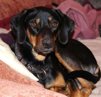 Fotochallenge Glanzbilder,du glänzt so schön-Beitrag-Bild