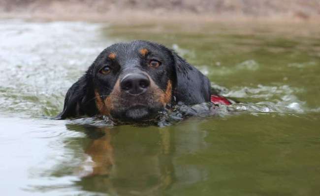 Fotowettbewerb: Wasserratte-Beitrag-Bild