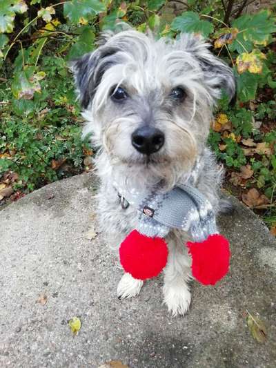 Fotochallange nr. 106
Der geschmückte Hund.-Beitrag-Bild