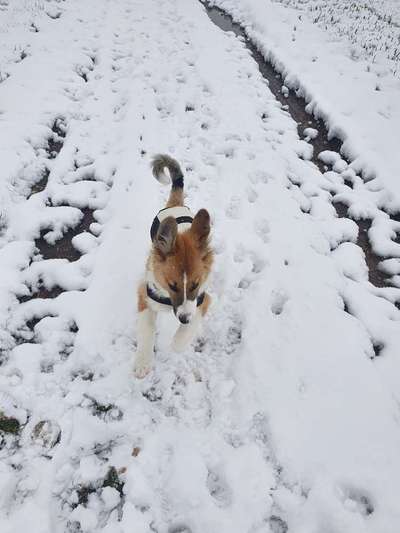 Hundetreffen-Junghund-/ Welpentreffen/ Gassigehen-Bild