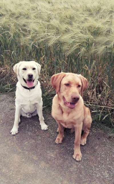 Labradorfans-Beitrag-Bild