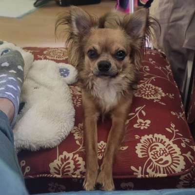 Hundetreffen-Ab und zu Tages"mutti" Betreuung gesucht-Bild