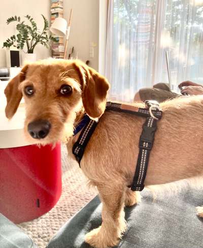 Mischlingshunde Foto Aufruf-Beitrag-Bild