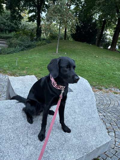 Hundetreffen-Socialwalk-Bild