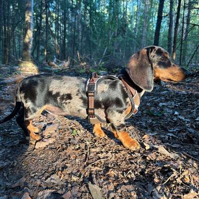 Hundetreffen-Dackel Otto sucht Hundefreunde 🐾-Bild