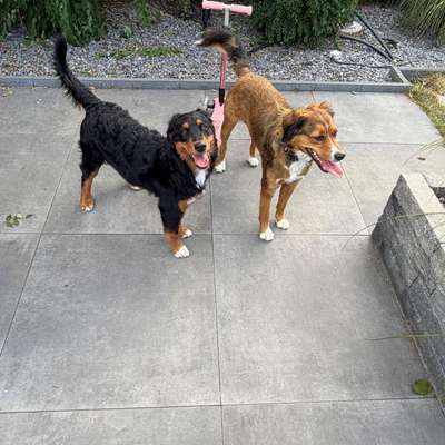 Hundetreffen-Junghündin sucht Freunde-Bild