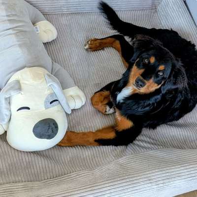 Hundetreffen-Junghündin sucht Freunde-Bild