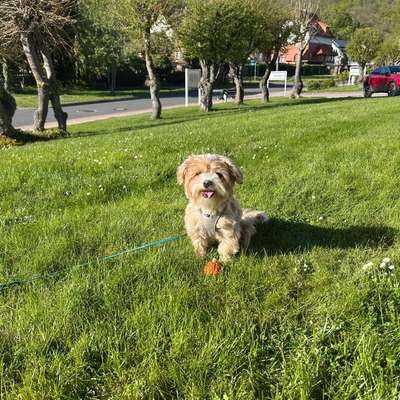 Hundetreffen-Spielpartner gesucht 🐶-Bild