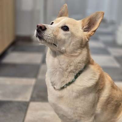 Hundetreffen-Dogsharing-Bild