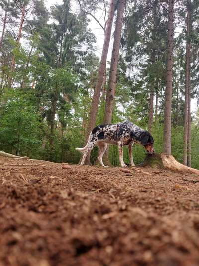 Vermeintliche Hunderassen-Beitrag-Bild