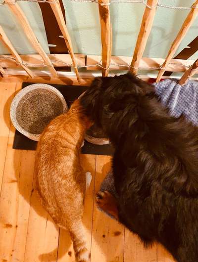 Welpe kommt zu Kater-Beitrag-Bild