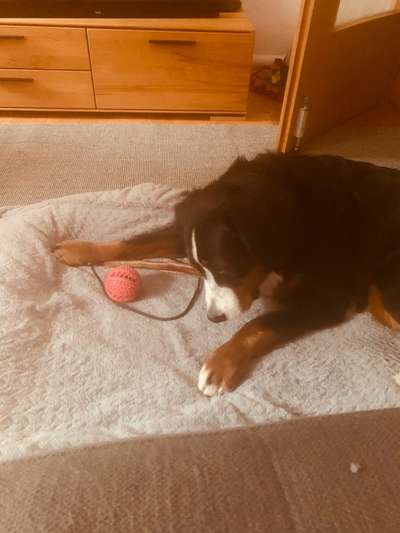 Berner Sennen-Beitrag-Bild