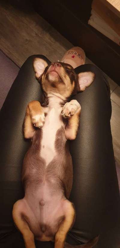 Lustigsten Grimassen von euren Hunden-Beitrag-Bild