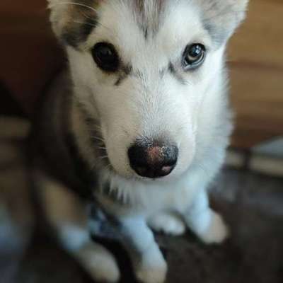 Hundetreffen-Wir suchen Spaziergang Freunde 😊-Bild