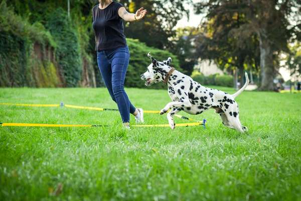 Giftköder-Distanztraining (4 Lektionen)-Bild