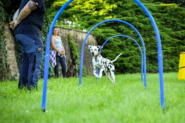 Giftköder-Hoopers (8 Lektionen)-Bild