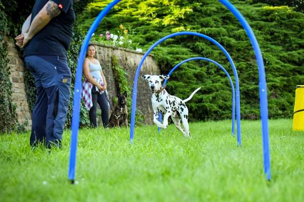 Giftköder-Hoopers (8 Lektionen)-Bild