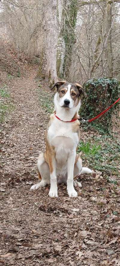 Auslandstierschutz-Beitrag-Bild