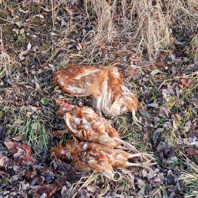 Giftköder-Drei tote Hühner-Bild