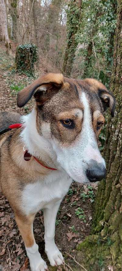 Auslandstierschutz-Beitrag-Bild