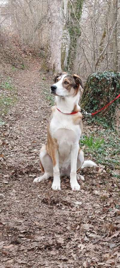 Auslandstierschutz-Beitrag-Bild