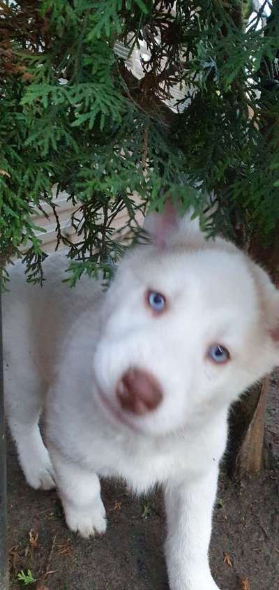 Foto's und Hundemodels-Beitrag-Bild