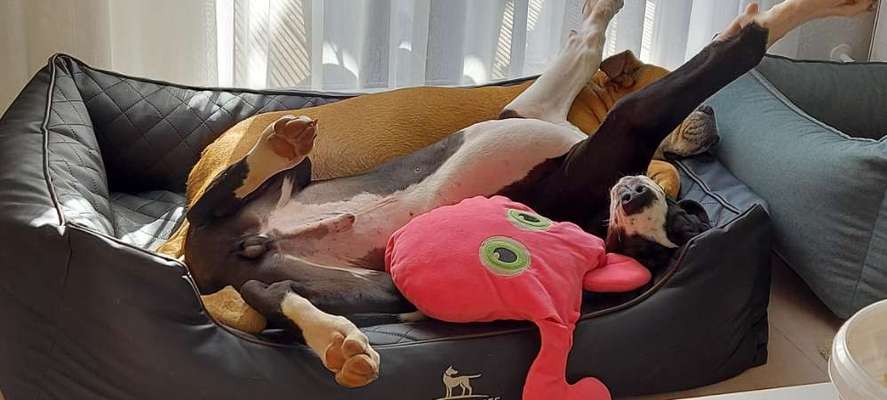 CHALLENGE NR. 34 - Liege-/Schlafpositionen-Beitrag-Bild