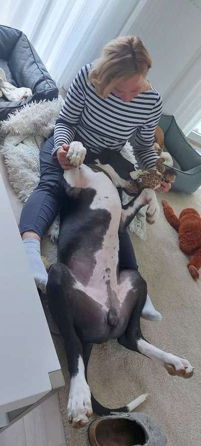 Fotochallenge 32 - Mein Schoßhündchen-Beitrag-Bild