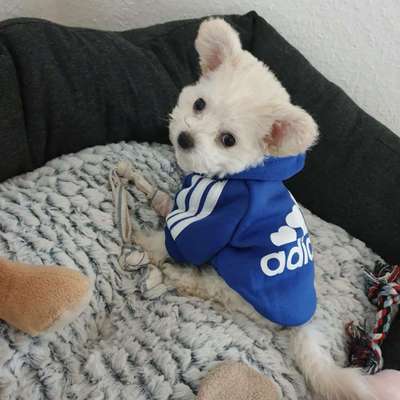 Welpen Bilder !-Beitrag-Bild