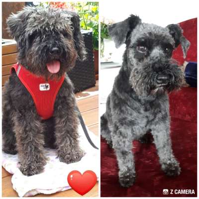 Zwergschnauzer gesucht-Beitrag-Bild