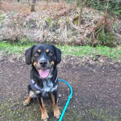 Hundetreffen-Trainingspartner gesucht-Bild