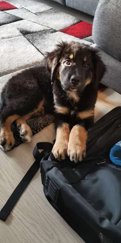 CHALLENGE NR. 19 - Der Hundeblick-Beitrag-Bild