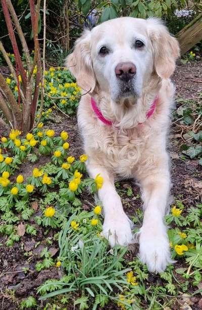 Dogorama Photo Challenge - Der Frühling kommt-Beitrag-Bild