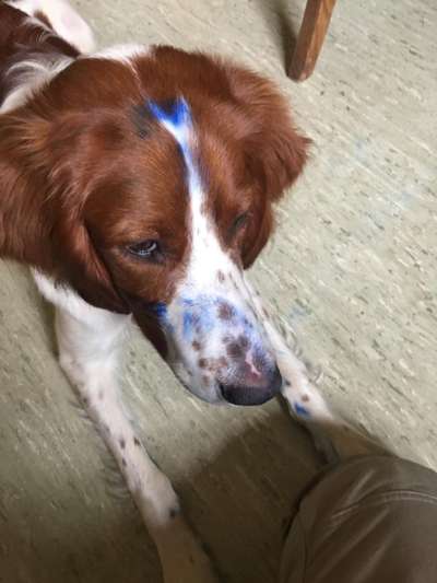 Fotochallenge Nr 96.: Bunt, Bunter, Hund 💐🌹🍁-Beitrag-Bild