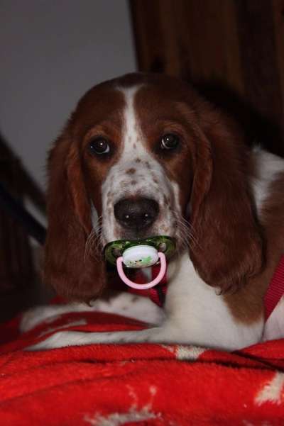 Fotochallange nr. 106
Der geschmückte Hund.-Beitrag-Bild