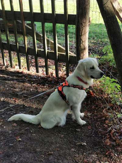 Wo sind die Golden Retriever Liebhaber?-Beitrag-Bild