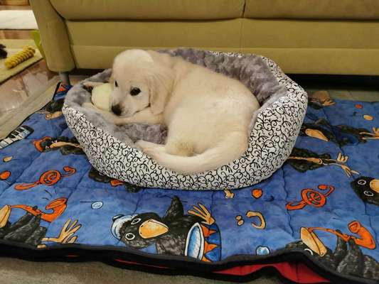 Welpen Bilder !-Beitrag-Bild