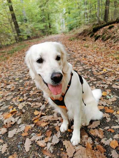 Wo sind die Golden Retriever Liebhaber?-Beitrag-Bild