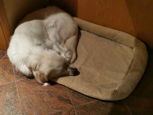 Wo sind die Golden Retriever Liebhaber?-Beitrag-Bild