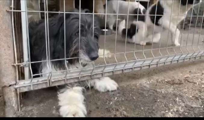 Tierschutzhunde suchen ein Zuhause-Beitrag-Bild