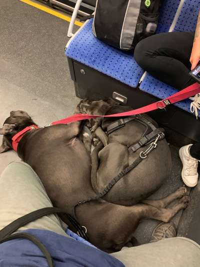 Dogorama Photo Challenge - Tarnung ist alles-Beitrag-Bild