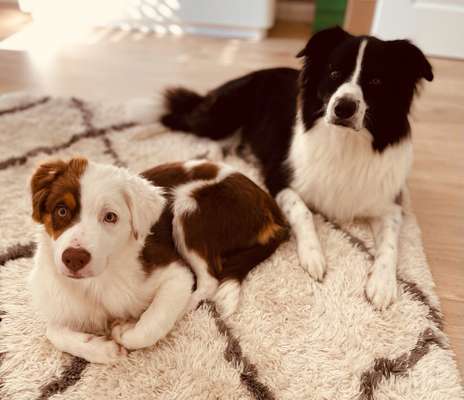 Die Dogorama Kalender Challenge Titelbild-Beitrag-Bild