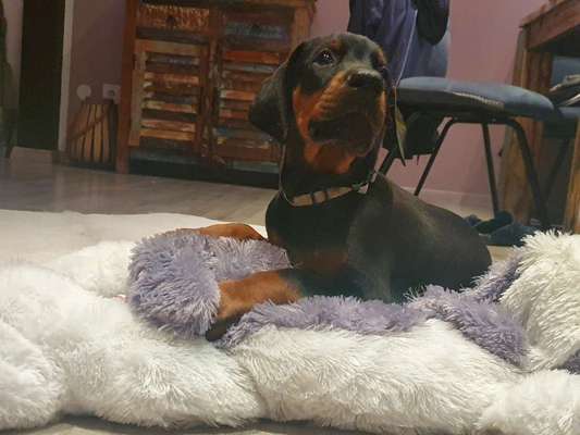 Welpen Bilder !-Beitrag-Bild