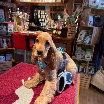 Hundetreffen-Welpentreff Dahlem-Bild