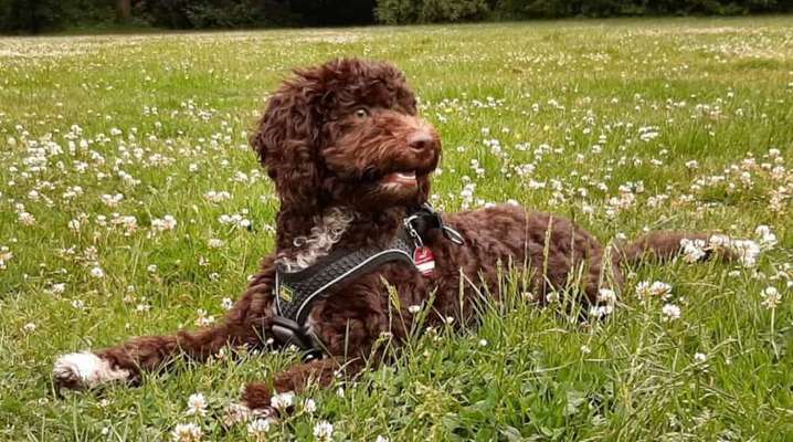 Hundetreffen-Gassi- und Spielkamerad-Bild