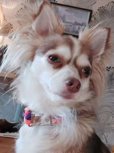 Die Dogorama Kalender Challenge Titelbild-Beitrag-Bild