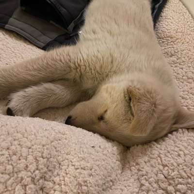 Hundetreffen-Welpen/Junghund zum Spielen-Bild