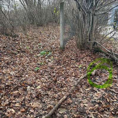 Giftköder-Rattengift lose blau-Bild