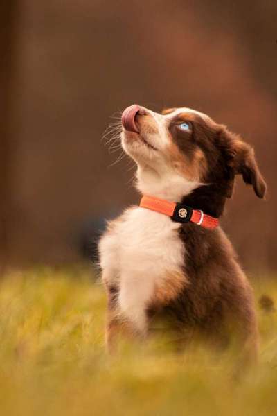 Fotochallenge Nr. 59 - Mein Hund zeigt die Zunge-Beitrag-Bild